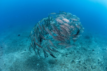 回るギンガメアジの群れ