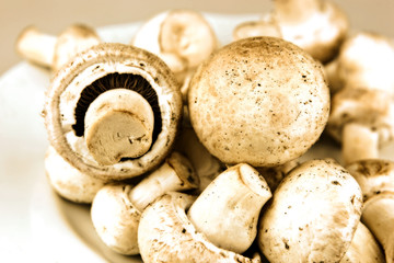 An edible mushroom, especially the much cultivated species Agari
