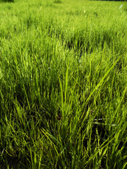 green grass background