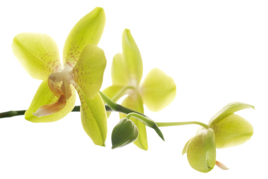 Fototapeta Yellow orchids isolated white  background