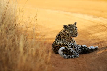 Foto op Plexiglas Panter liegender Leopard im Tsawo