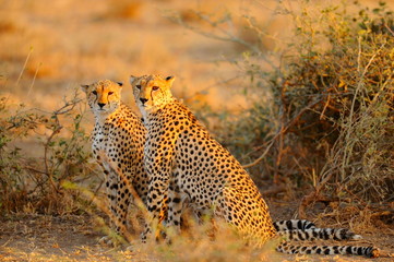 Geparden im Sonnenuntergang