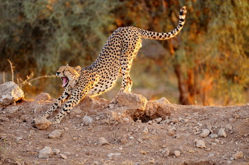 gähnender Gepard im Amboseli