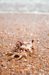 The shell on the beach