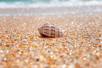 The shell on the beach