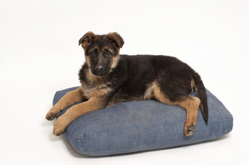 Cucciolo di pastore tedesco isolato su fondo bianco