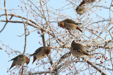 Waxwing. Flight of birds on a branch