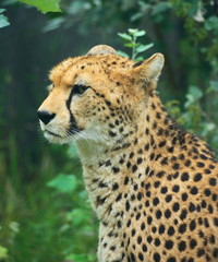 Cheetah