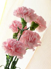 posy of pink carnations
