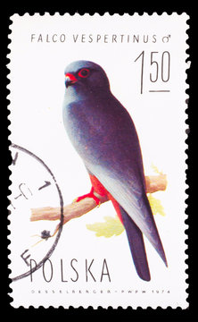 POLAND - CIRCA 1974: A stamp printed in POLAND, shows birds falc