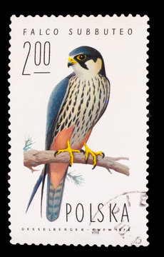 POLAND - CIRCA 1974: A stamp printed in POLAND, shows hobby falc