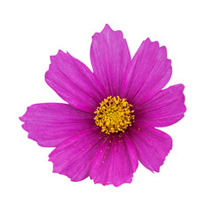 One pink cosmea flower isolated on white
