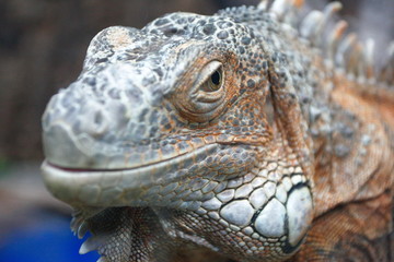 Green iguana (Iguana iguana)
