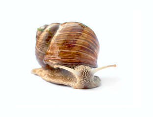 Crawling snail isolated on white background