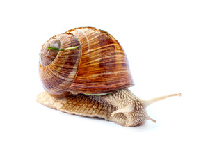 Crawling snail isolated on white background