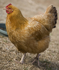Straw chewing hen