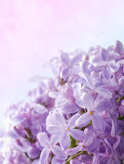 Fototapeta na wymiar Beautiful spring background with lilac bouquet.
