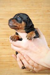 Miniature Pinscher Puppy, 3 weeks old