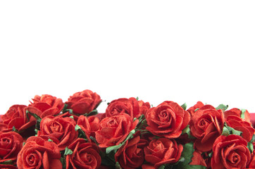 Red roses isolated