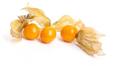 Physalis