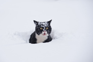 Black and white cat walking in the snow.