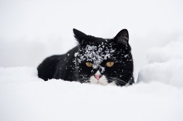 Black and white cat walking in the snow.