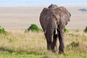 Obraz na płótnie Canvas Słoń afrykański, Masajowie Mara, Kenia