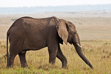 Fototapeta na wymiar Słoń afrykański, Masajowie Mara, Kenia