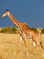 Giraffe on the Masai Mara National Reserve - Kenya