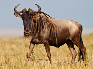 Blue Wildebeest - Maasai Mara National Park in Kenya, Africa - obrazy, fototapety, plakaty