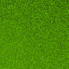 Beautiful green grass texture