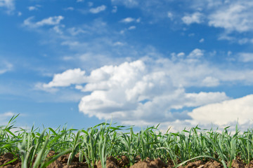 Obraz premium Field of grass and perfect sky
