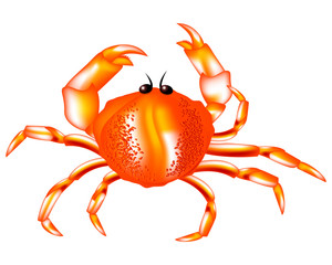 Red crab a crustacean with a broad carapace