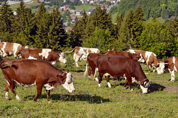 Fototapeta na wymiar Cows grazing in the Alps French