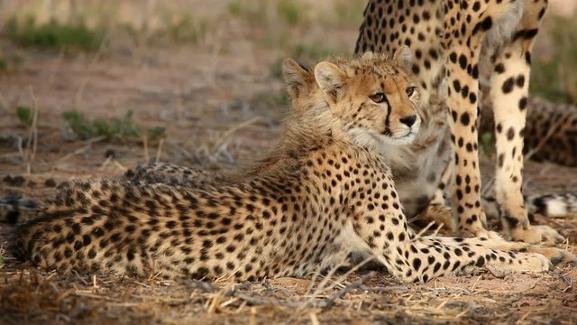 Young cheetah cub, Kalahari desert, South Africa