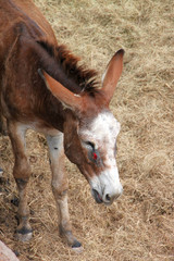 Fototapeta premium Donkey