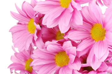 beautiful chrysanthemum isolated on white