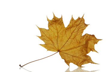 dry maple autumn leaf isolated on white