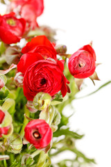 red Ranunculus