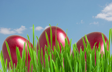 red easter eggs in green grass  under blue sky