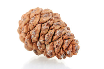 Beautiful pine cone isolated on white