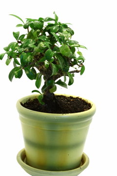 Isolated Bonsai in the pot