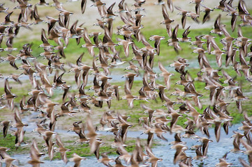 Clouds of Western Sandpiper