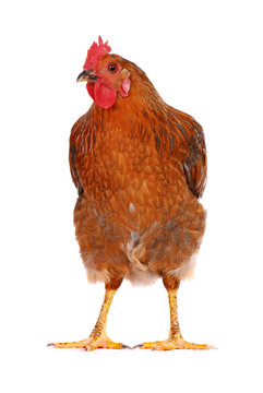 Hen isolated on white.