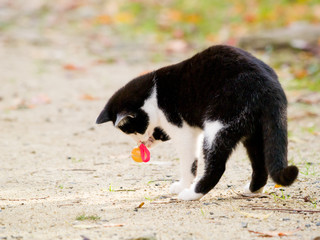 Playing cat