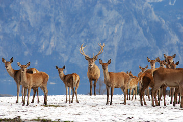 deer in the mountains in winter