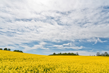 Field of rape flowers with green trees at the background