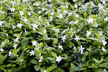 flowers in the churchyard of Christ Church Cathedral Ireland