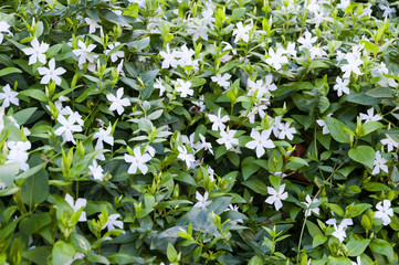 flowers in the churchyard of Christ Church Cathedral Ireland