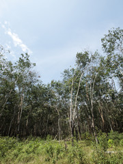 Fototapeta na wymiar Rubber trees plantation